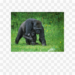 Gorilla animals nature 