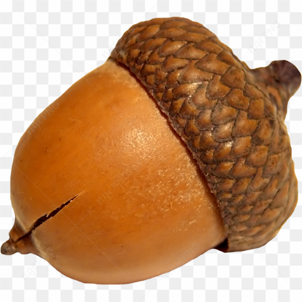 Gros plan d'un fruit de chne