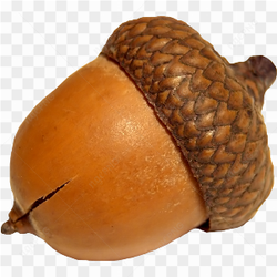 Gros plan d'un fruit de chne