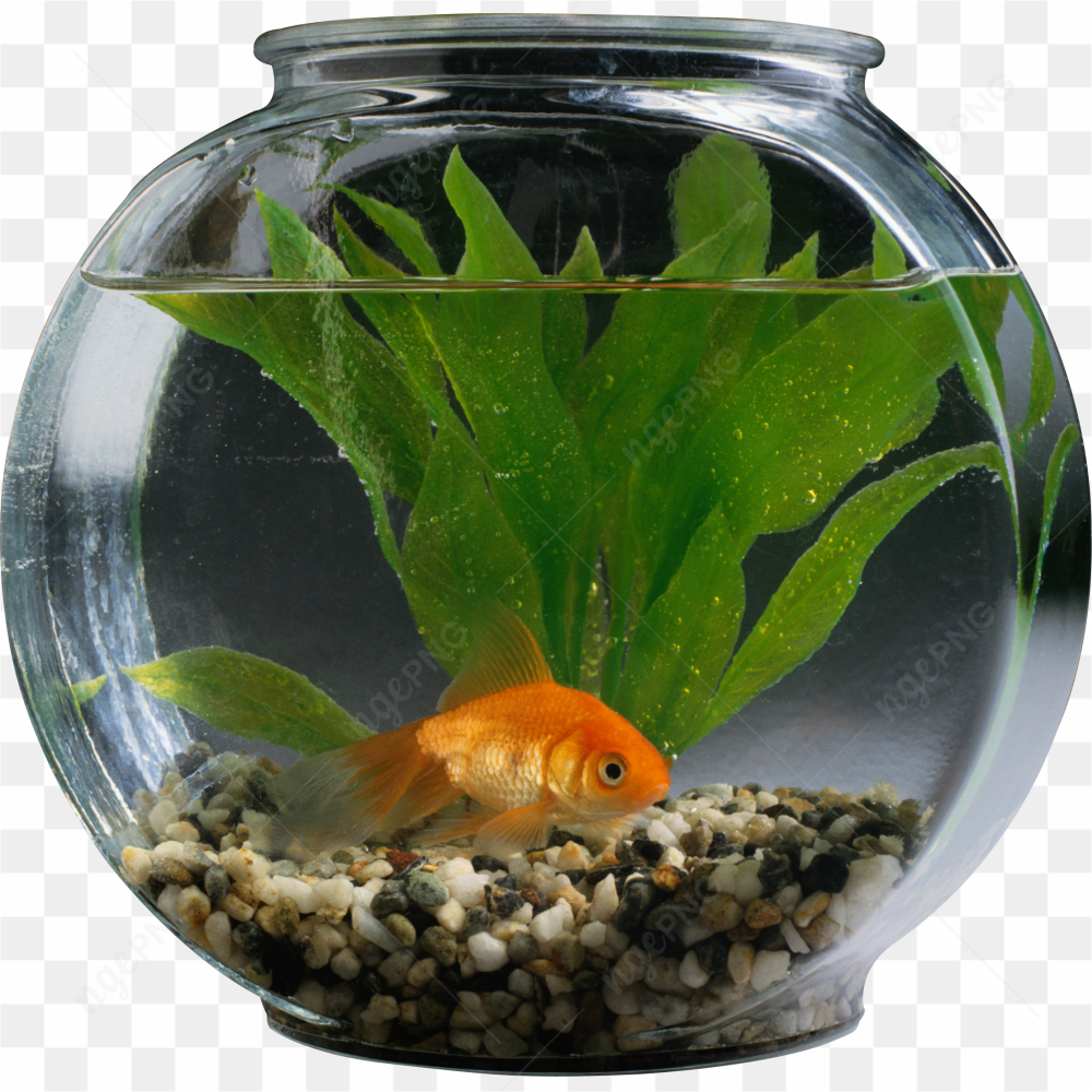 La vie d'un poisson rouge