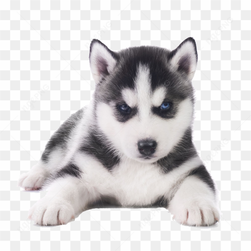 Husky baby photo