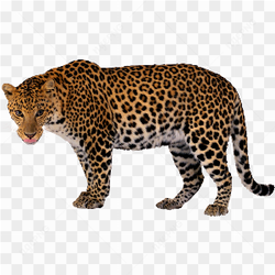 Leopard standing stare