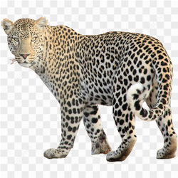Leopard standing stare 2
