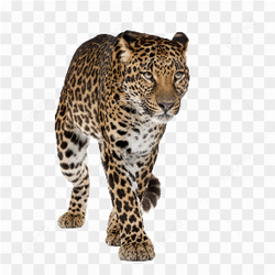 Leopard standing stare 3