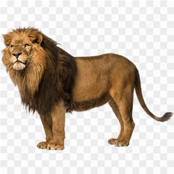 Lion standing stare