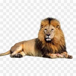 Lion Sitting Stare