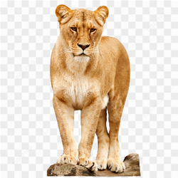 Lioness standing stare