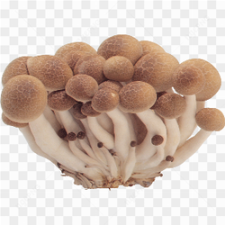 Mushroom Photo 04