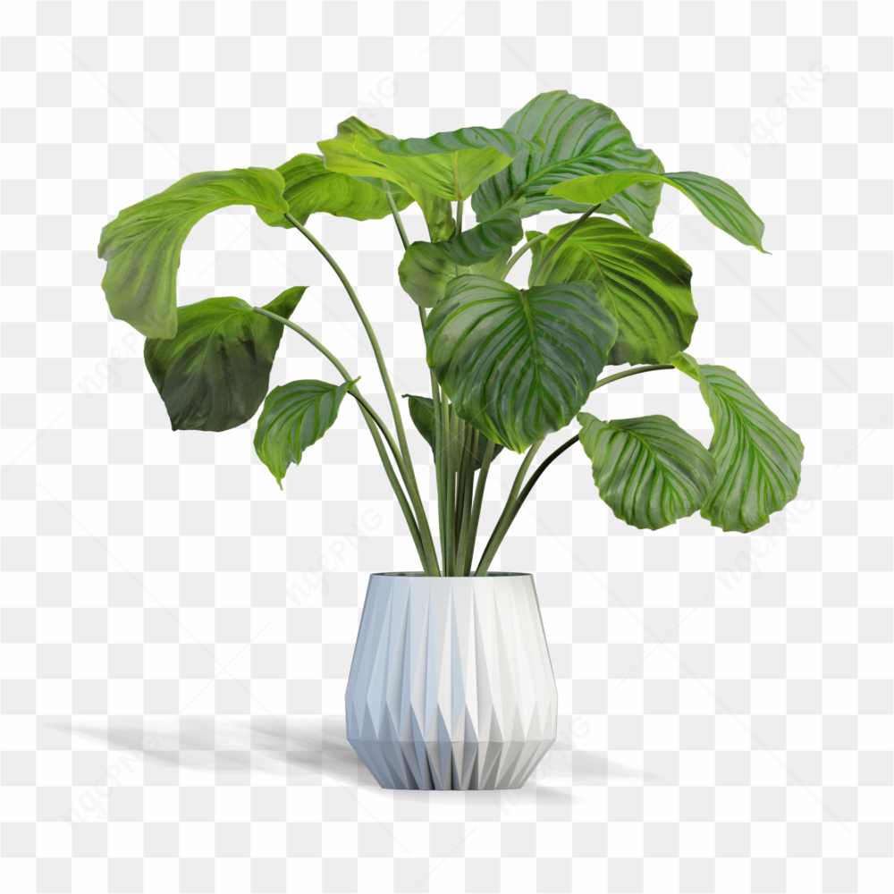Green plant in vase