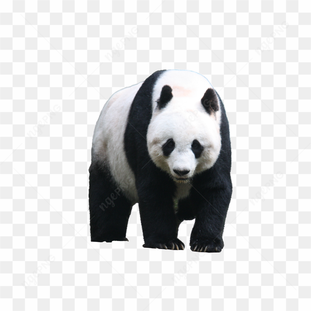 Giant Panda in china