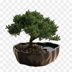Bonsai Japanese tree art