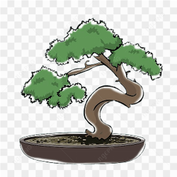 Bonsai Japanese tree art