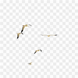 Birds flying in Sky
