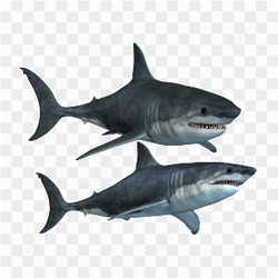 Double Sea Shark